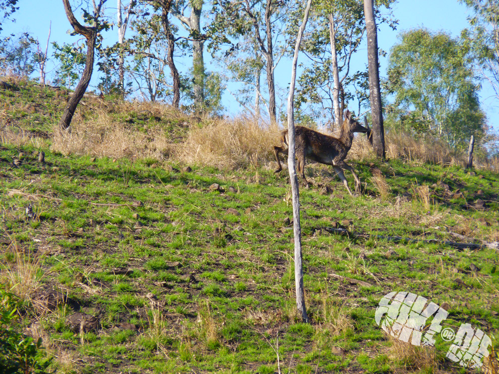 deer, hiking, hike, camping