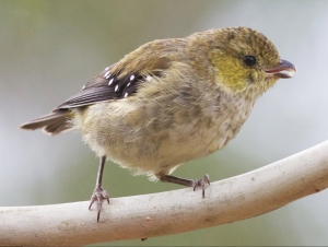 Forty-spotted Pardalote - Saved by science