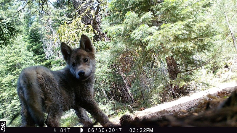 Breeding Californian wolf pack